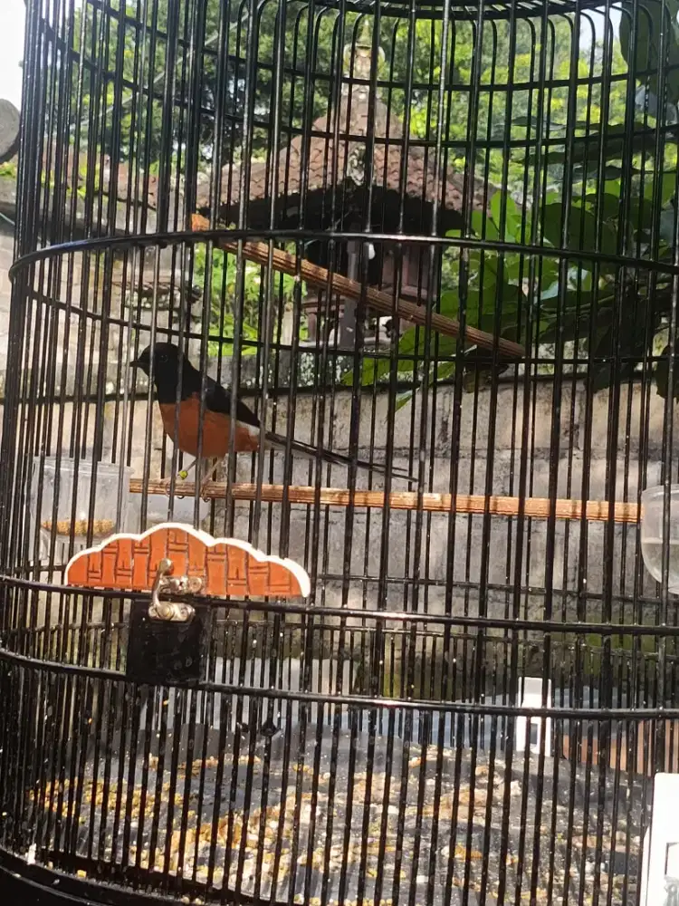 Dijual burung murai Medan gacor isian