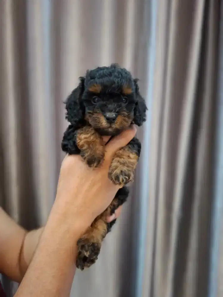 Poddle Phantom dan Red Tiny
