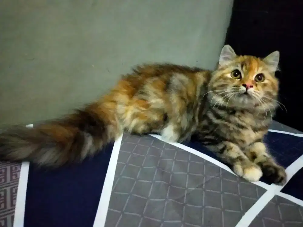 Open adop kucing Persia betina