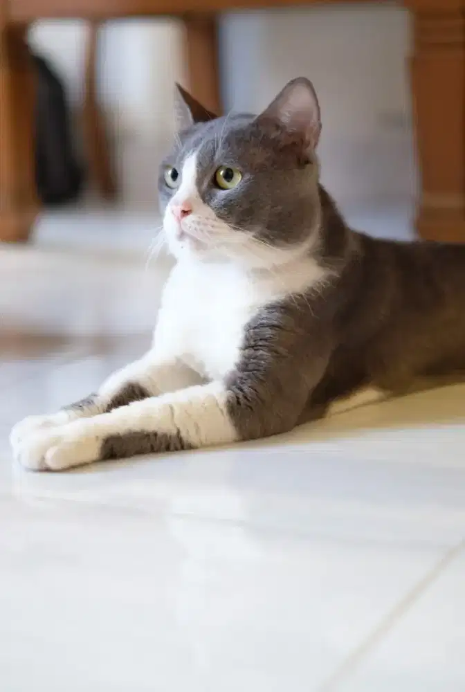 British shorthair BSH bicolor jantan