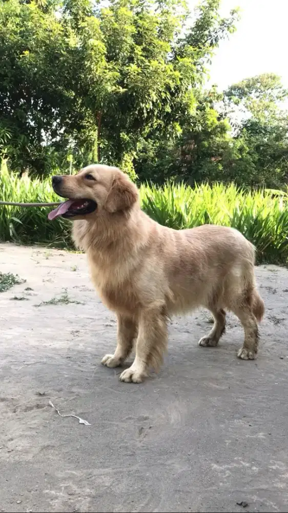 Dijual anjing Golden Retriever