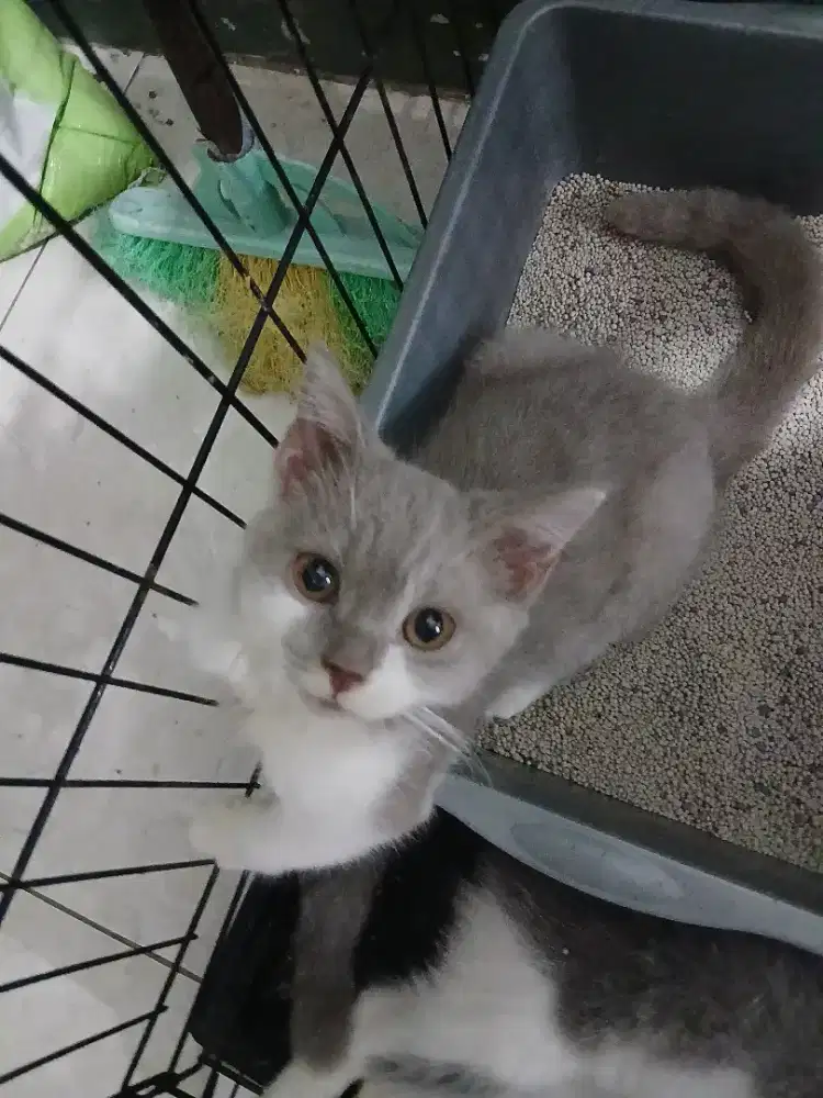 BSH bicolor abu