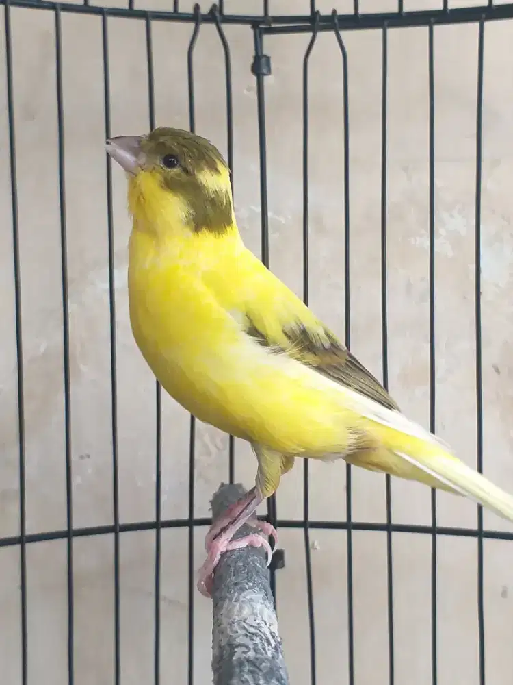 Kenari Spanish Timbrado Betina