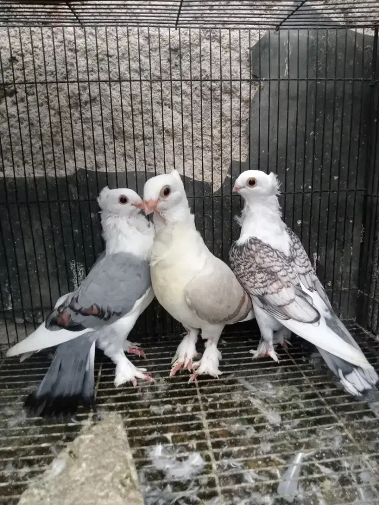 Burung dara merpati hias santinet