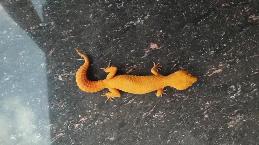 Gecko sunglow tomato female