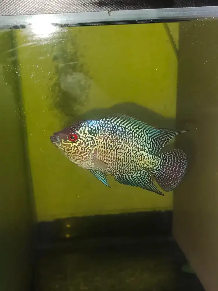 ikan lohan cencu gen gb bagus 8cm+ ikan louhan cencu lohan kamfa