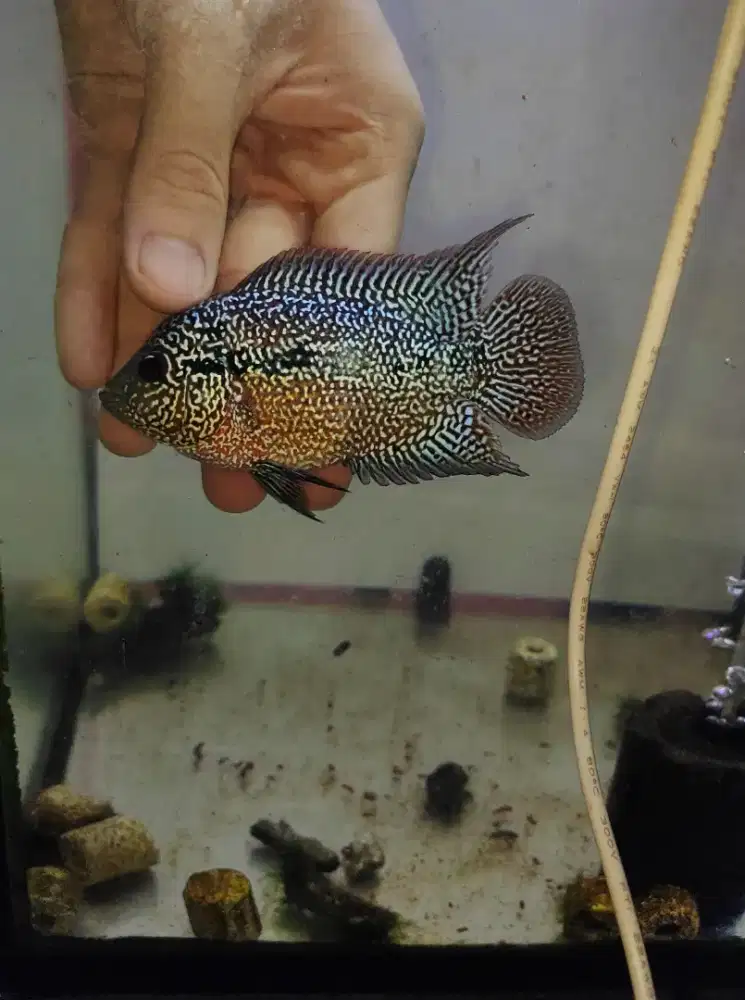ikan lohan cencu gen gb bagus 8cm+ ikan louhan cencu lohan kamfa Gb cc