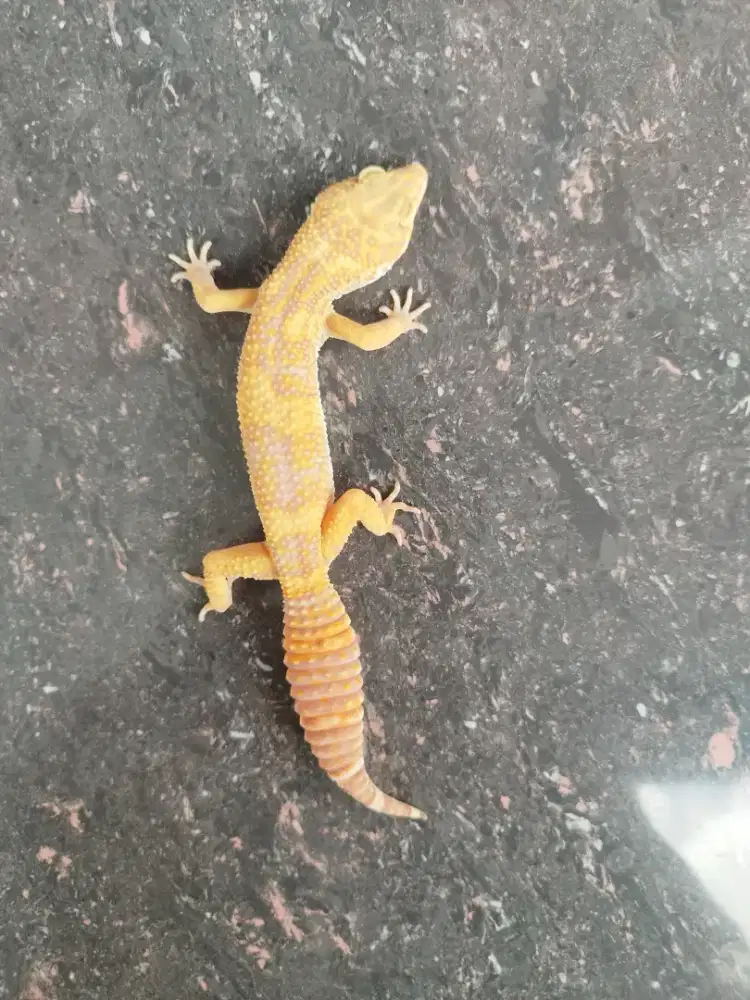 Gecko BN Cross male