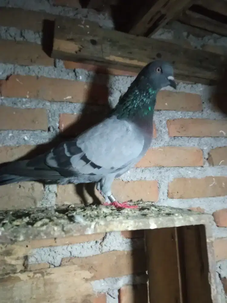 Merpati tomprang/tinggian