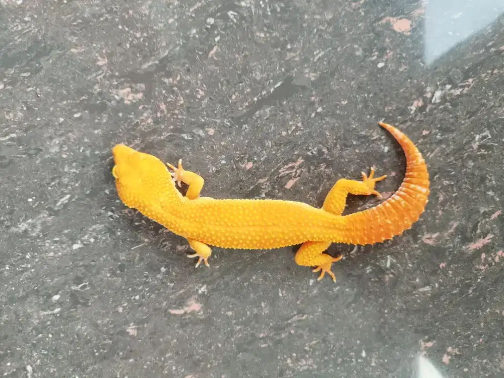 Gecko Sunglow Tomato Bongsor male