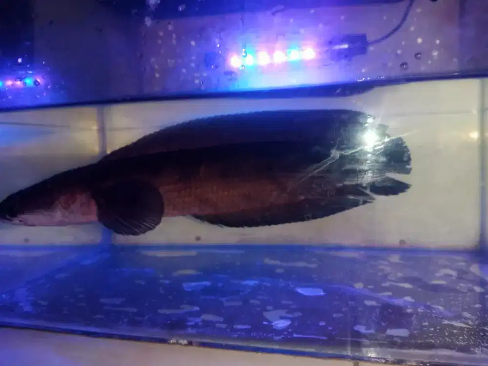 Ikan chana besar 30 up
