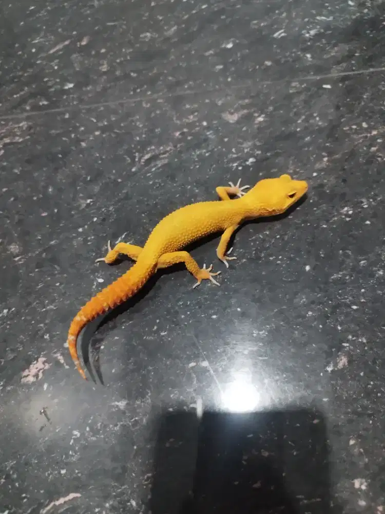 Gecko Poss Super Giant Sunglow Tomato