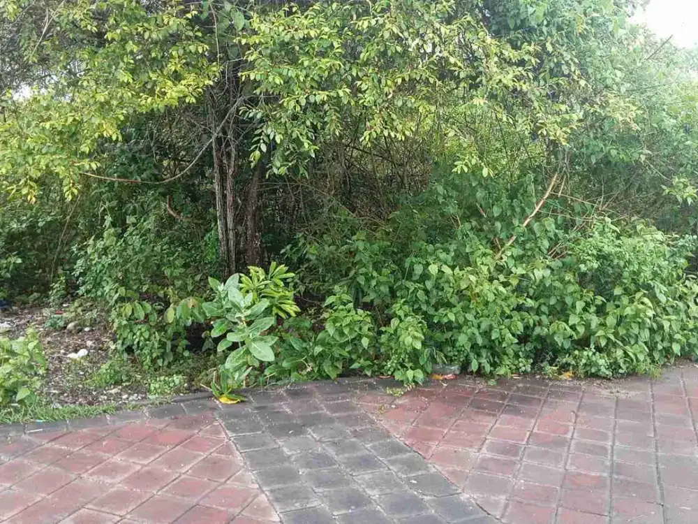dijual tanah dekat SMP negeri 5 Kutuh Badung Bali