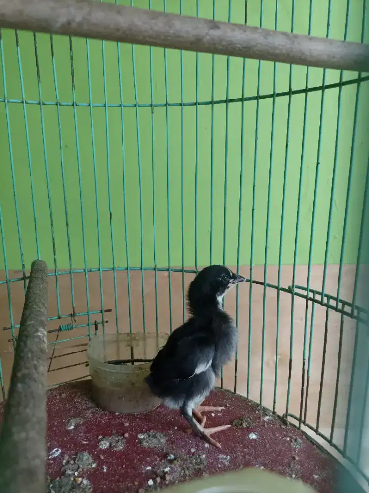 Ayam bangkok x elid anakan