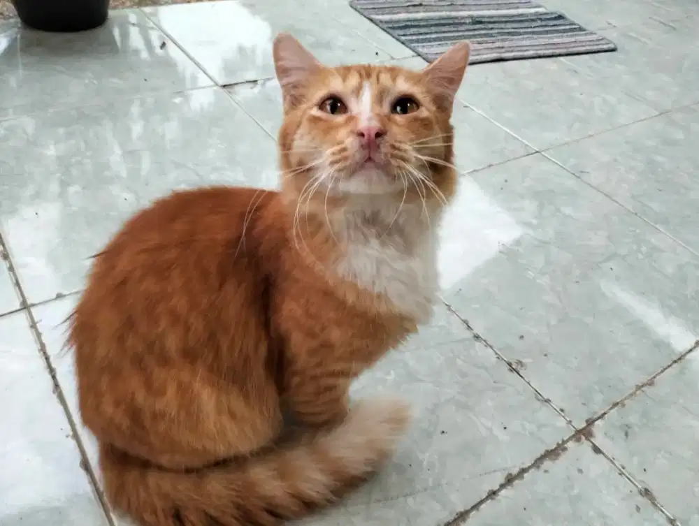 ANAKAN MUNCHKIN JANTAN NON STANDAR