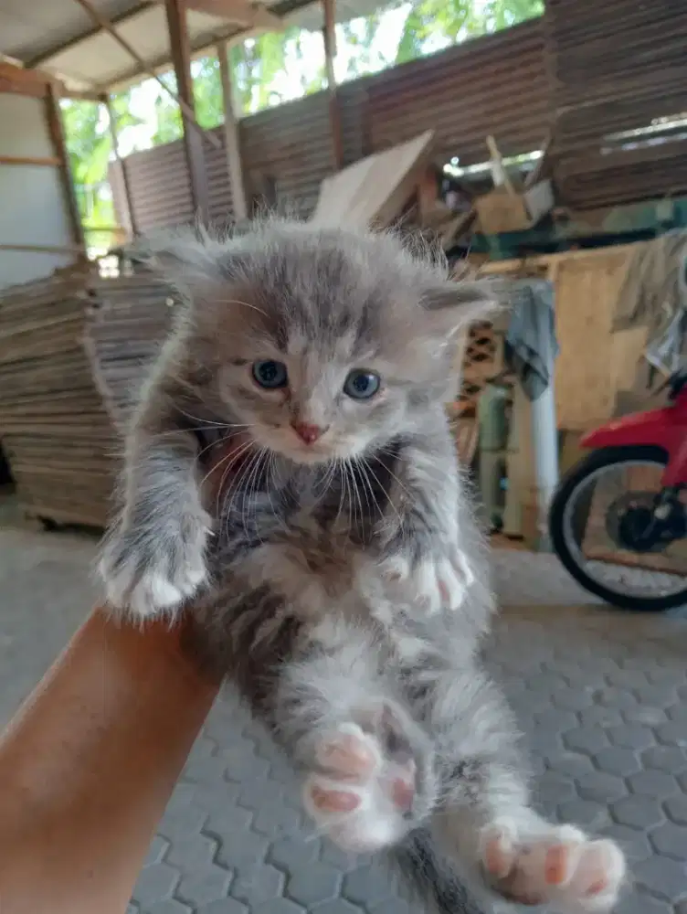 Kitten persia medium marble