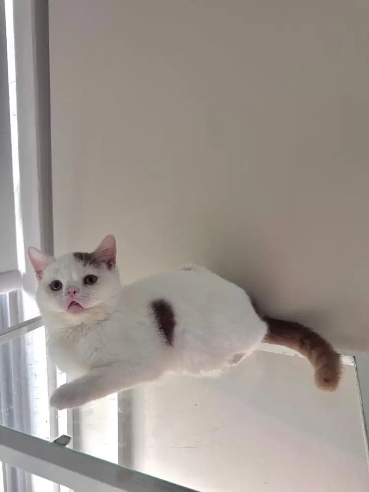 British shorthair mix scottish Cinnamon Harlequin Jantan bsh