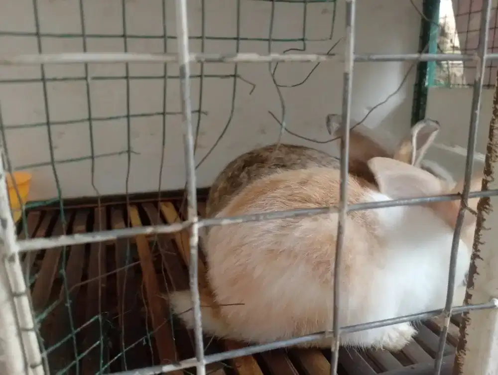 anak kelinci lokal