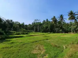 Tanah dekat Kopi Ampirono dan Exit Tol Sentolo