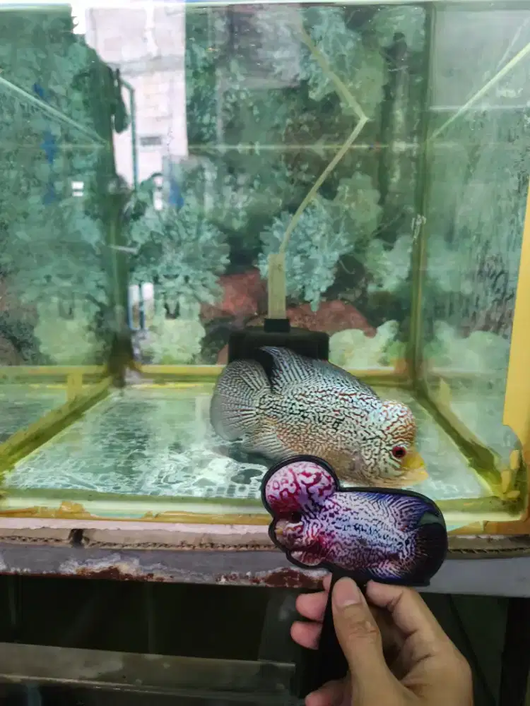Ikan Louhan Cencu