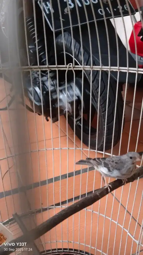 Burung sanger gacor