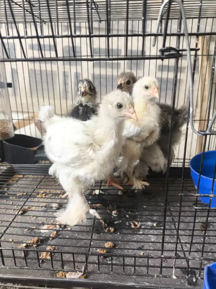 Ayam brahma doc sampai anakan 1,5 bulan