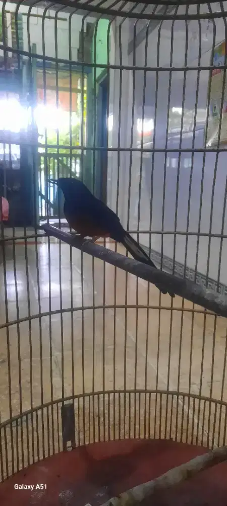 Murai batu jantan ring