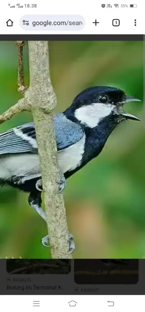 Burung gelatik batu