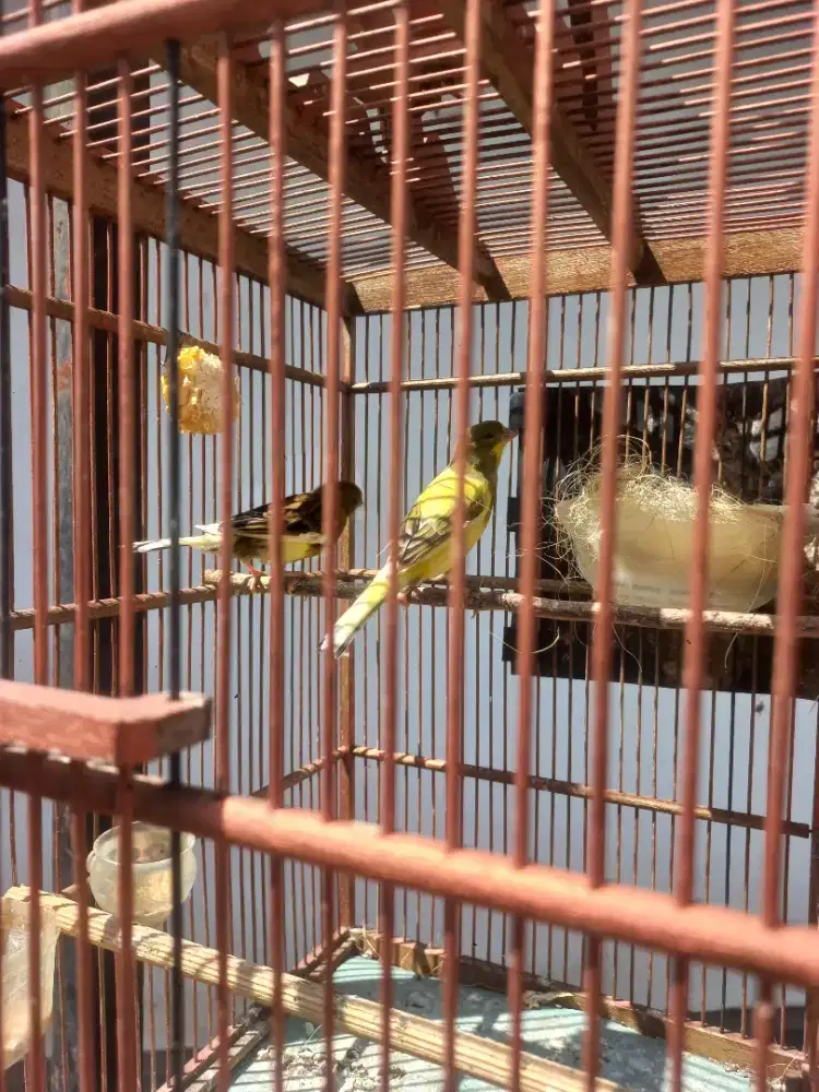 Kenari loper sepasang