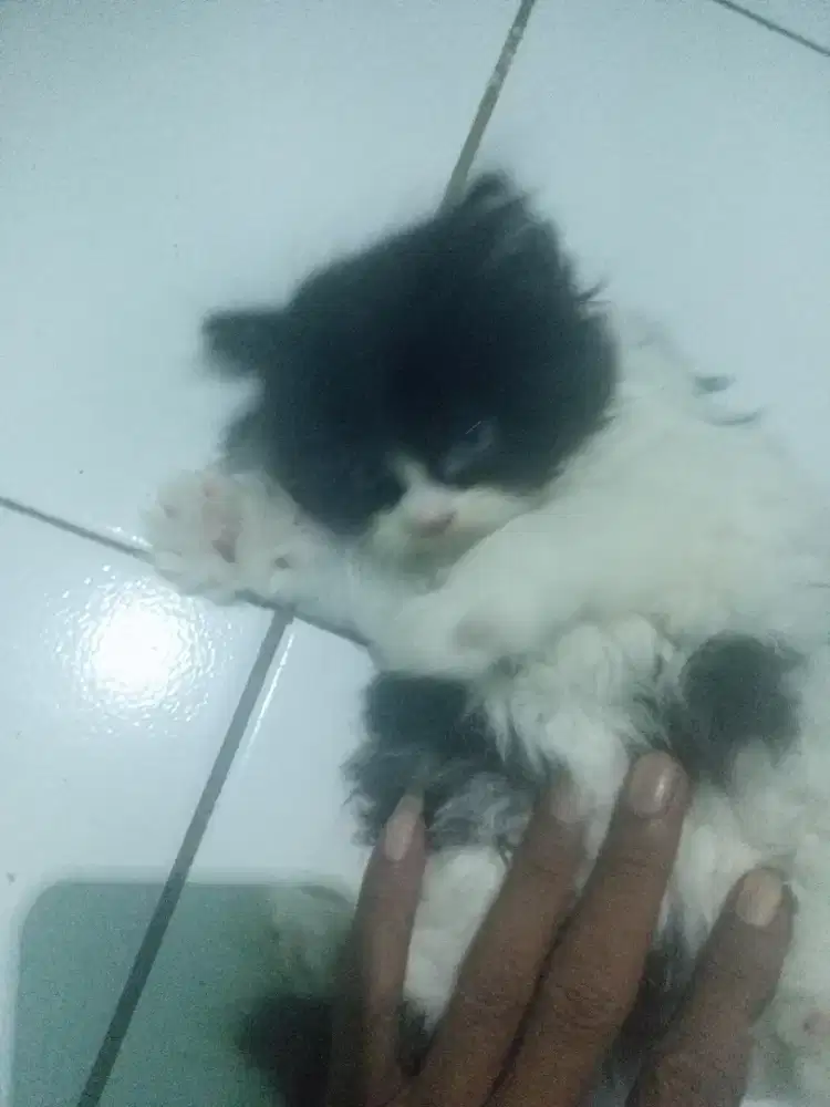 kucing persia medium