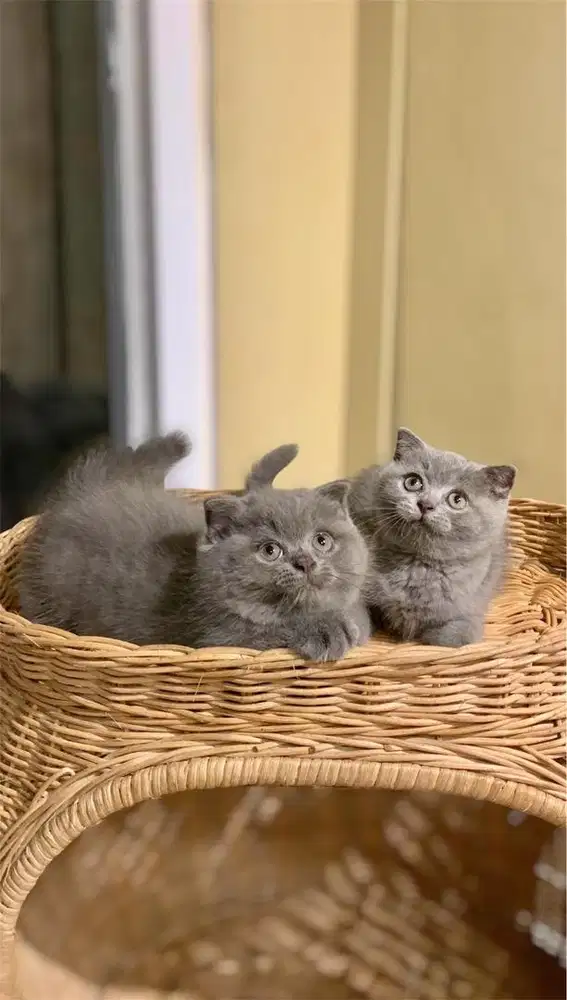 Kucing Scottish fold good quality parent import ped