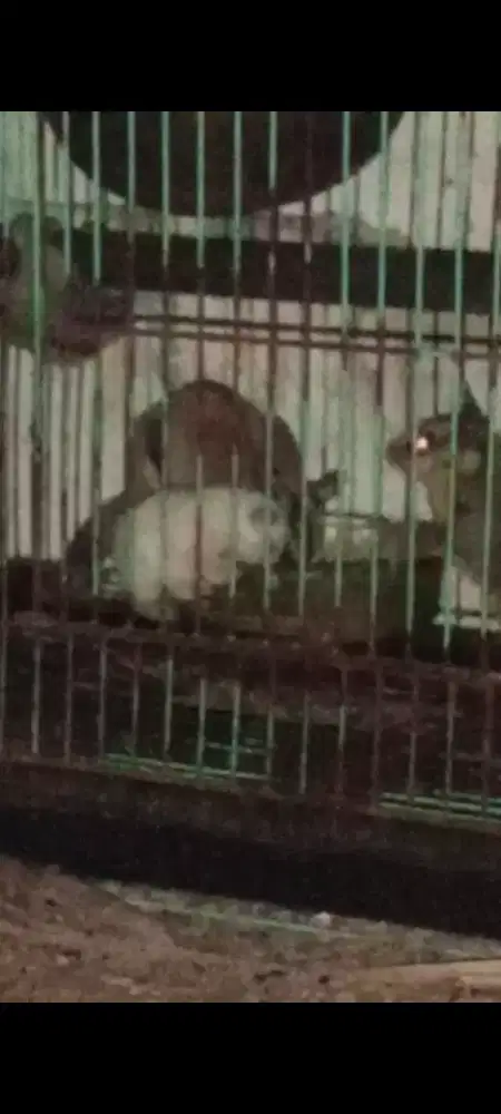 Sugar Glider CG Morph