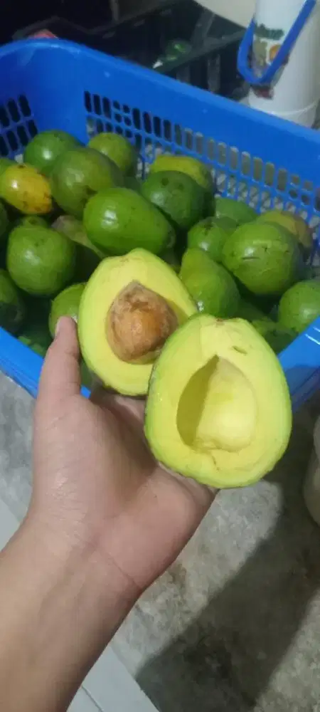 MENJUAL ALPUKAT MENTEGA
