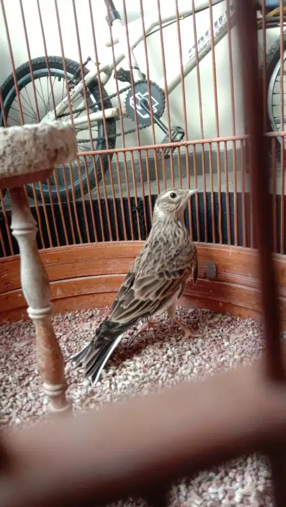 Burung Branjangan Sanma Gacor Ngelokal Bulu Baru