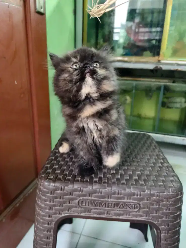 Kucing persiapan flatnose