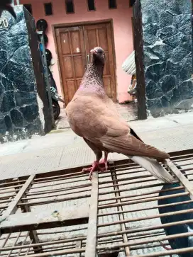 Merpati kolong bebas