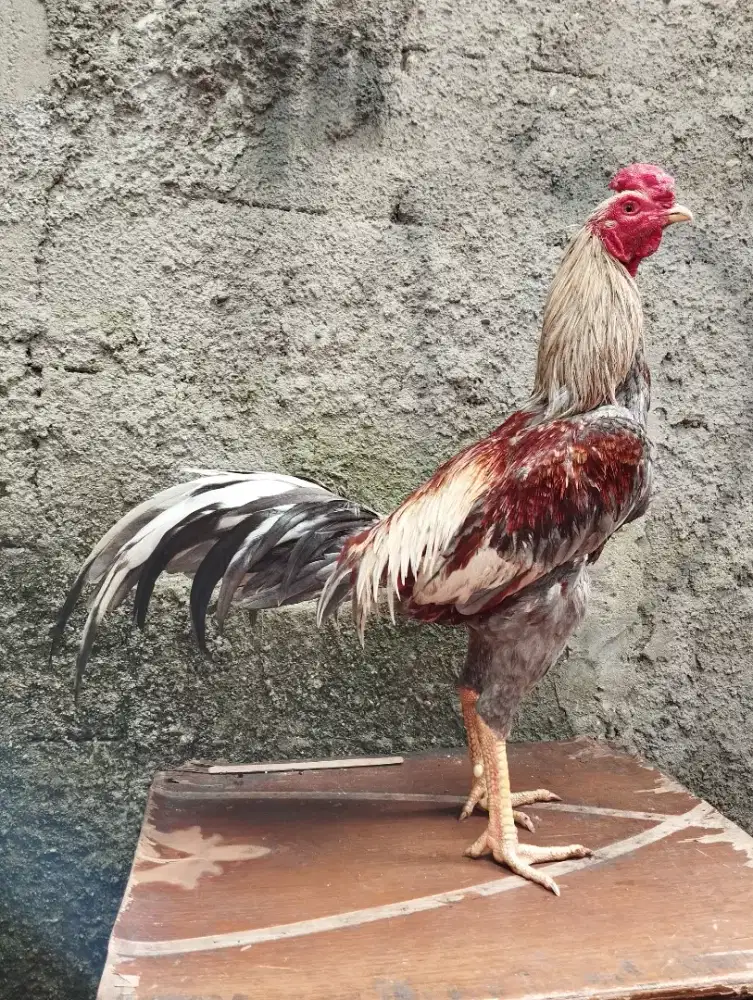 Ayam Burma x bangkok muda