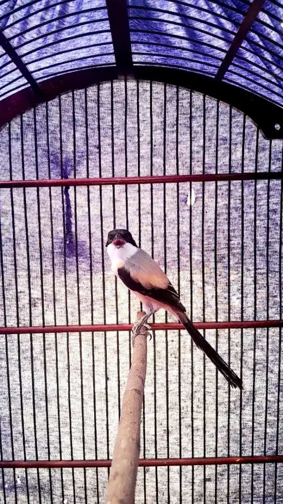 Burung pentet atau cendet