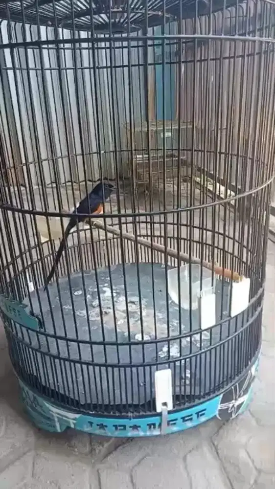 Burung murai batu