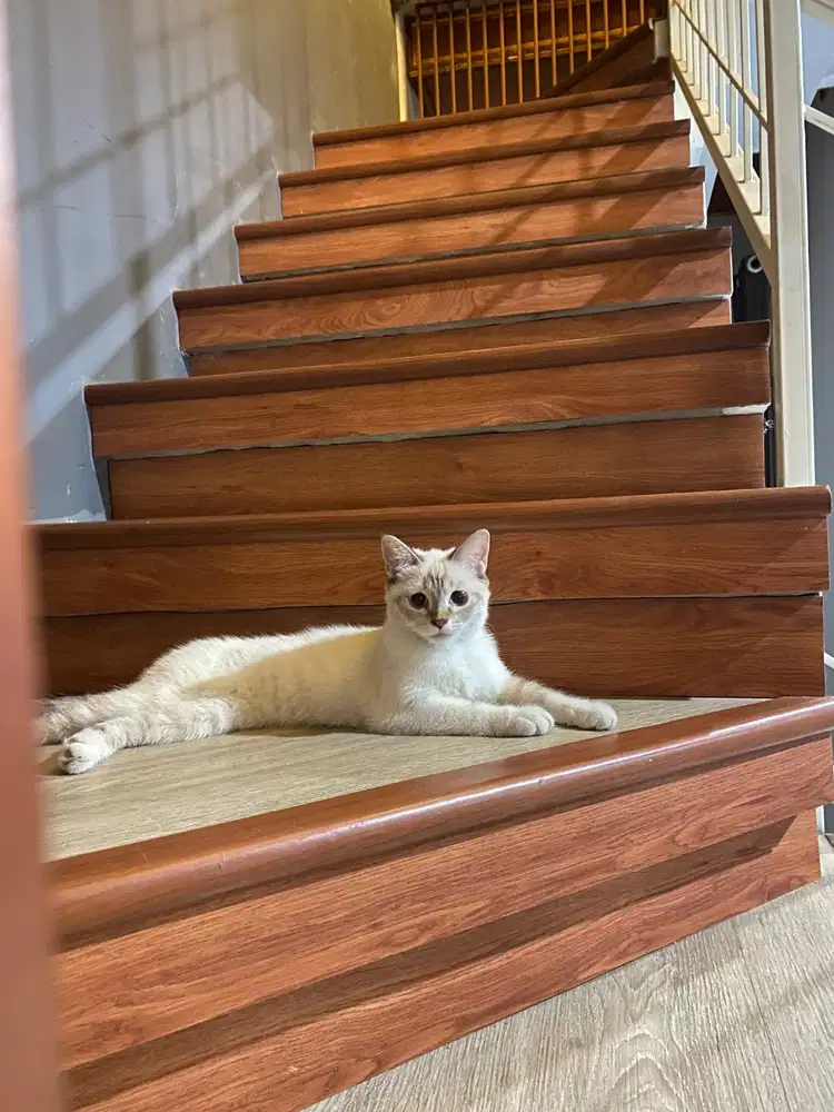 Dijual kitten jenis siamese