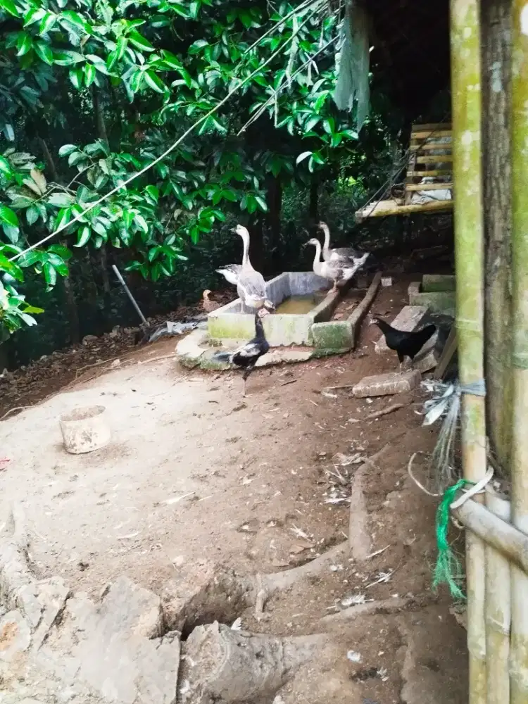 Angsa dewasa dan anakan
