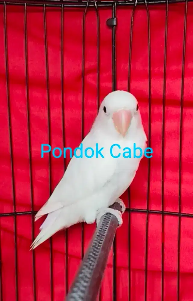 Burung Lovebird Lakbet LB Putih