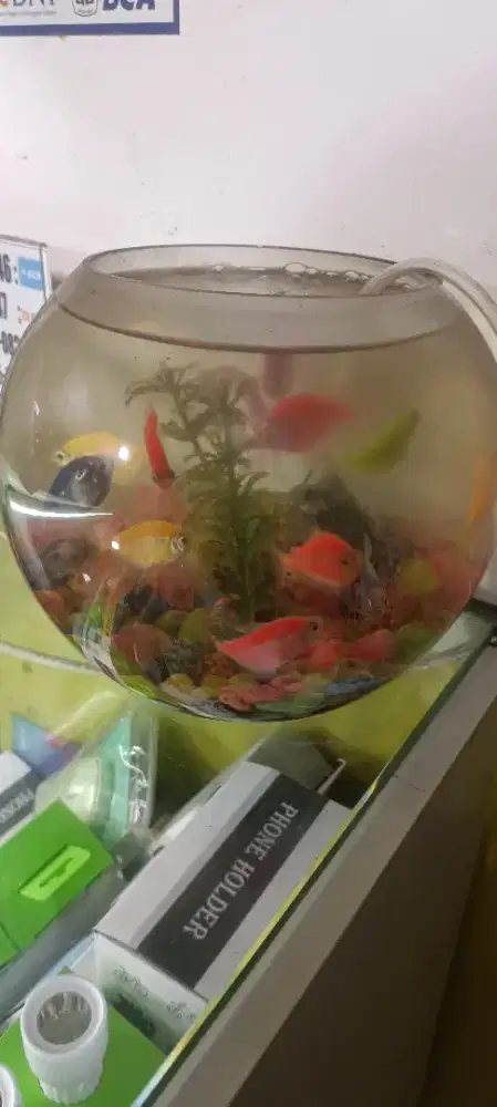 Mau jual ikan hias