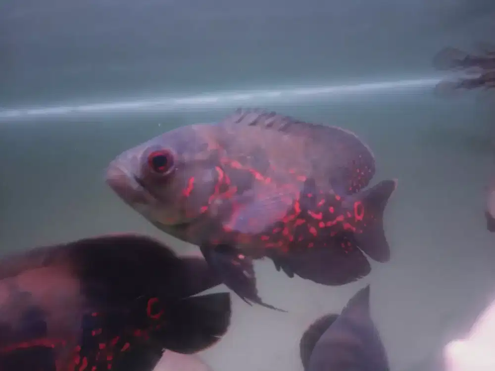 Ikan oscar tiger