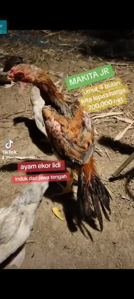 Ayam ekor lidi ory