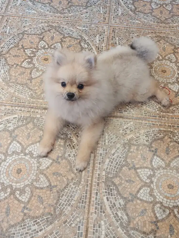 Pomeranian jantan