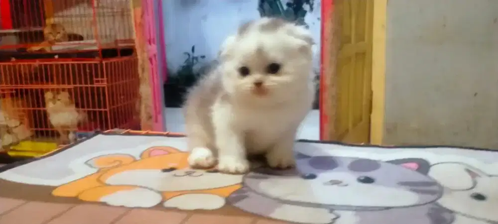 Kucing Scottish fold betina, kucing brithisothair, kucingpersia