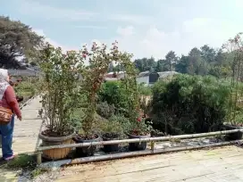 DIJUAL KAVLING STRATEGIS MAIN ROAD PAROMPONG - LEMBANG