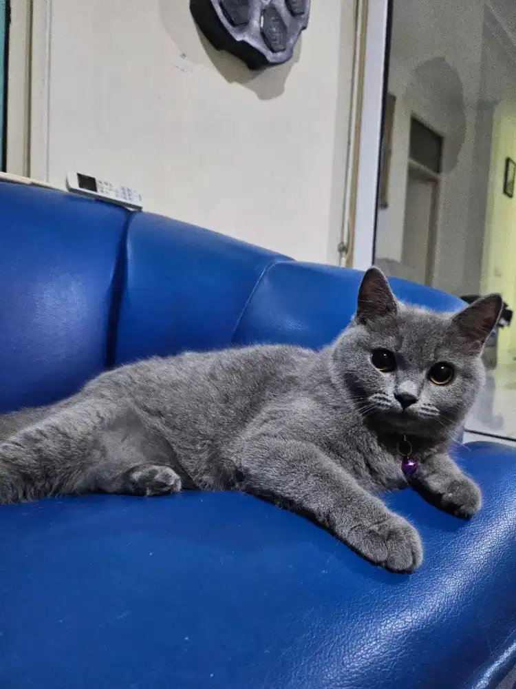 Kucing BSH Betina
