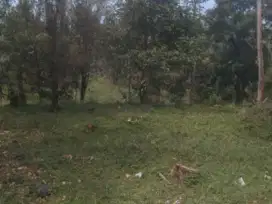 JUAL TANAH KEBUN CENGKEH